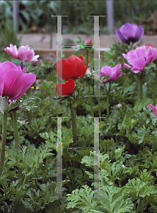 Picture of Anemone coronaria 'Mona Lisa Red'