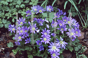 Picture of Anemone blanda 'Blue Star'