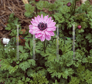 Picture of Anemone coronaria 'The Admiral'