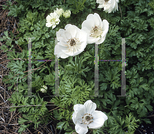 Picture of Anemone coronaria 'The Bride'