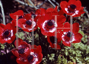 Picture of Anemone coronaria 'de Caen hybrids'