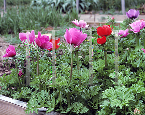 Picture of Anemone coronaria 'Mona Lisa hybrids'