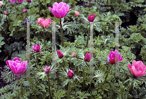 Picture of Anemone coronaria 'Mona Lisa hybrids'