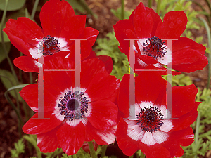 Picture of Anemone coronaria 'de Caen hybrids'