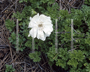 Picture of Anemone coronaria 'Mount Everest'