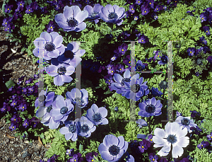 Picture of Anemone coronaria 'Mr. Fokker'