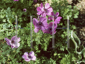 Picture of Anemone coronaria 'Sunnyland Red'