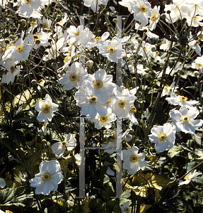 Picture of Anemone hupehensis 'Alba'