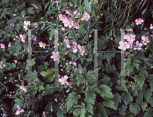 Picture of Anemone hupehensis 'Splendens'