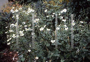 Picture of Anemone x hybrida 'Alba'