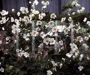 Picture of Anemone x hybrida 'Alba'