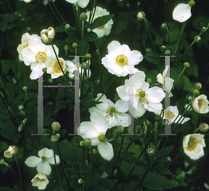 Picture of Anemone x hybrida 'Honorine Jobert'