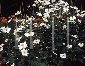 Picture of Anemone x hybrida 'Luise Uhink'