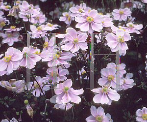 Picture of Anemone x hybrida 'Max Vogel'