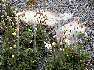 Picture of Anemone parviflora 