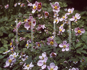 Picture of Anemone tomentosa 'Robustissima'