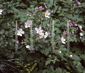 Picture of Anemone tomentosa 'Robustissima'