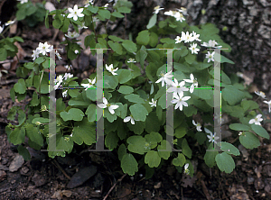 Picture of Anemonella thalictroides 