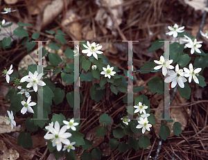 Picture of Anemonella thalictroides 