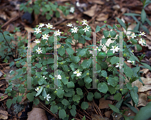 Picture of Anemonella thalictroides 