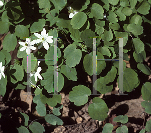 Picture of Anemonella thalictroides 