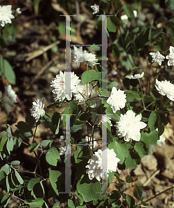 Picture of Anemonella thalictroides 'Cameo'