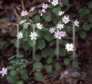 Picture of Anemonella thalictroides 'Eco Pink'