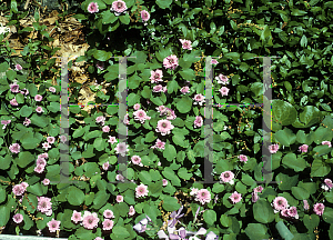 Picture of Anemonella thalictroides 'Schoaff's Double Pink'