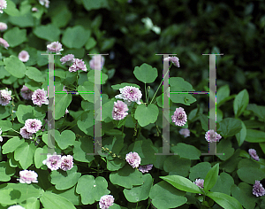 Picture of Anemonella thalictroides 'Schoaff's Double Pink'