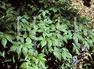 Picture of Anemonopsis macrophylla 