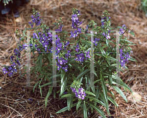 Picture of Angelonia angustifolia 'Purple'