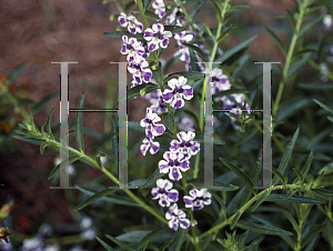 Picture of Angelonia angustifolia 'AngelMist Purple Stripe'