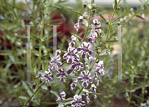 Picture of Angelonia angustifolia 'Blue Pacific'