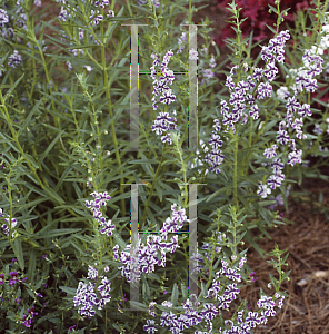 Picture of Angelonia angustifolia 'Blue Pacific'