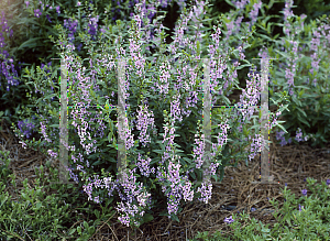 Picture of Angelonia angustifolia 'Light Blue'