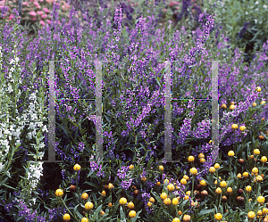 Picture of Angelonia angustifolia 'AngelMist Lavender Improved'