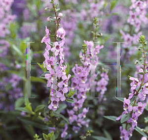 Picture of Angelonia angustifolia 'Light Blue'