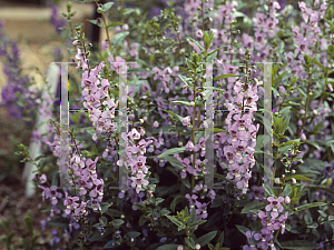 Picture of Angelonia angustifolia 'Light Blue'