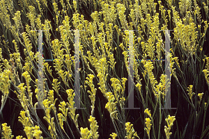 Picture of Anigozanthos  'Bush Gold'