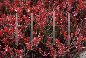 Picture of Anigozanthos  'Bush Illusion'