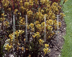 Picture of Anigozanthos  'Bush Nugget'