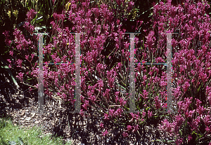 Picture of Anigozanthos  'Bush Paint'