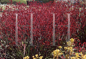 Picture of Anigozanthos  'Bush Sunset'