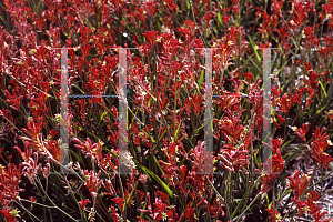 Picture of Anigozanthos  'Bush Ember'