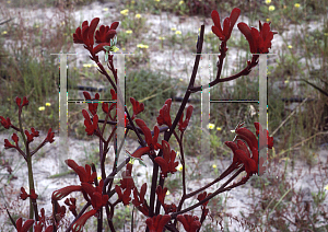 Picture of Anigozanthos  'Red Spring'