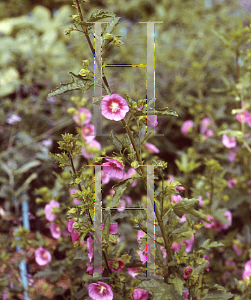 Picture of Anisodontea x hypomandarum 