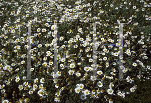 Picture of Anthemis punctata ssp. cupaniana 