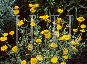 Picture of Anthemis tinctoria 'Grallagh Gold'