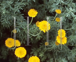 Picture of Anthemis tinctoria 'Grallagh Gold'