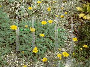 Picture of Anthemis marschalliana 